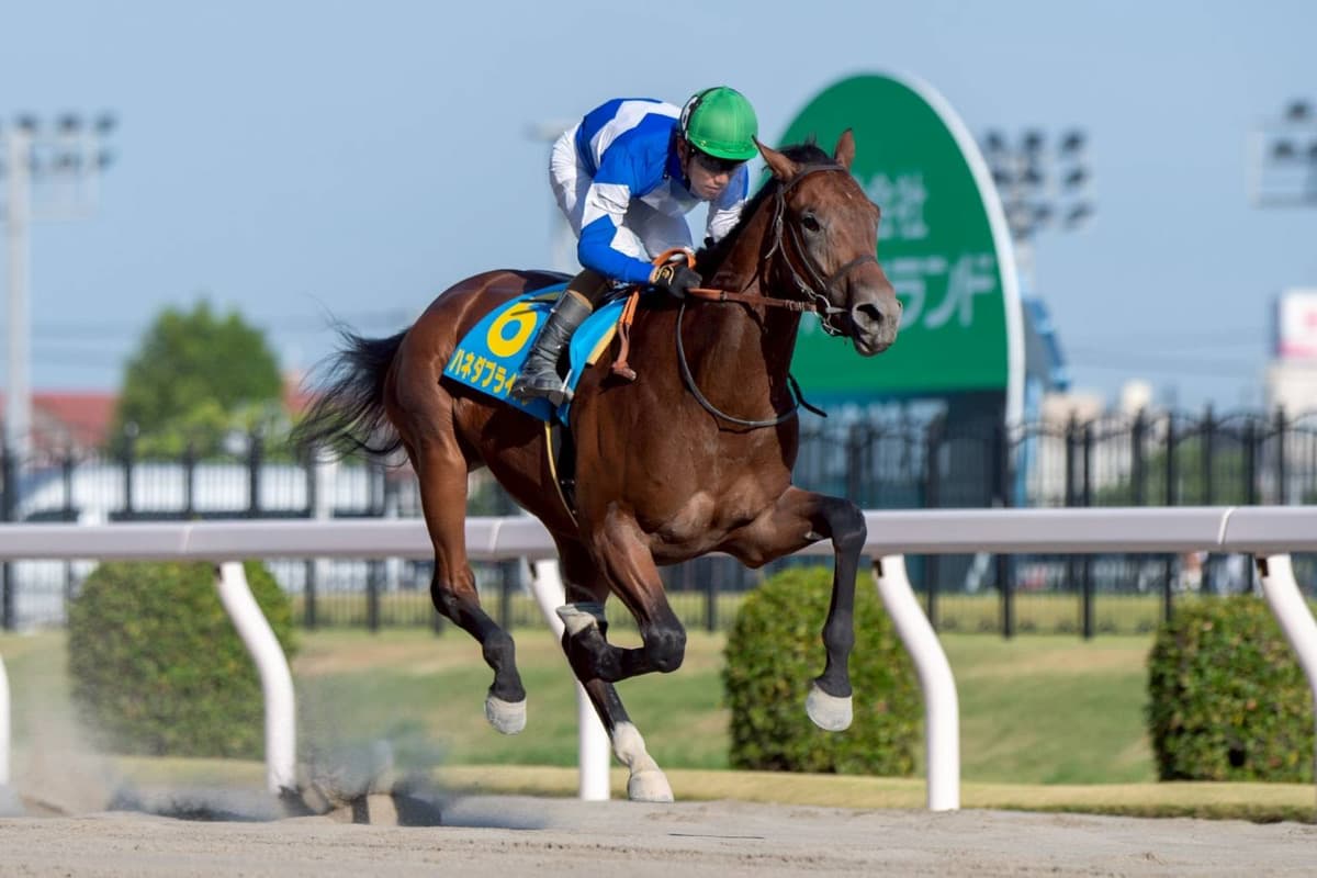 ハネダブライアン