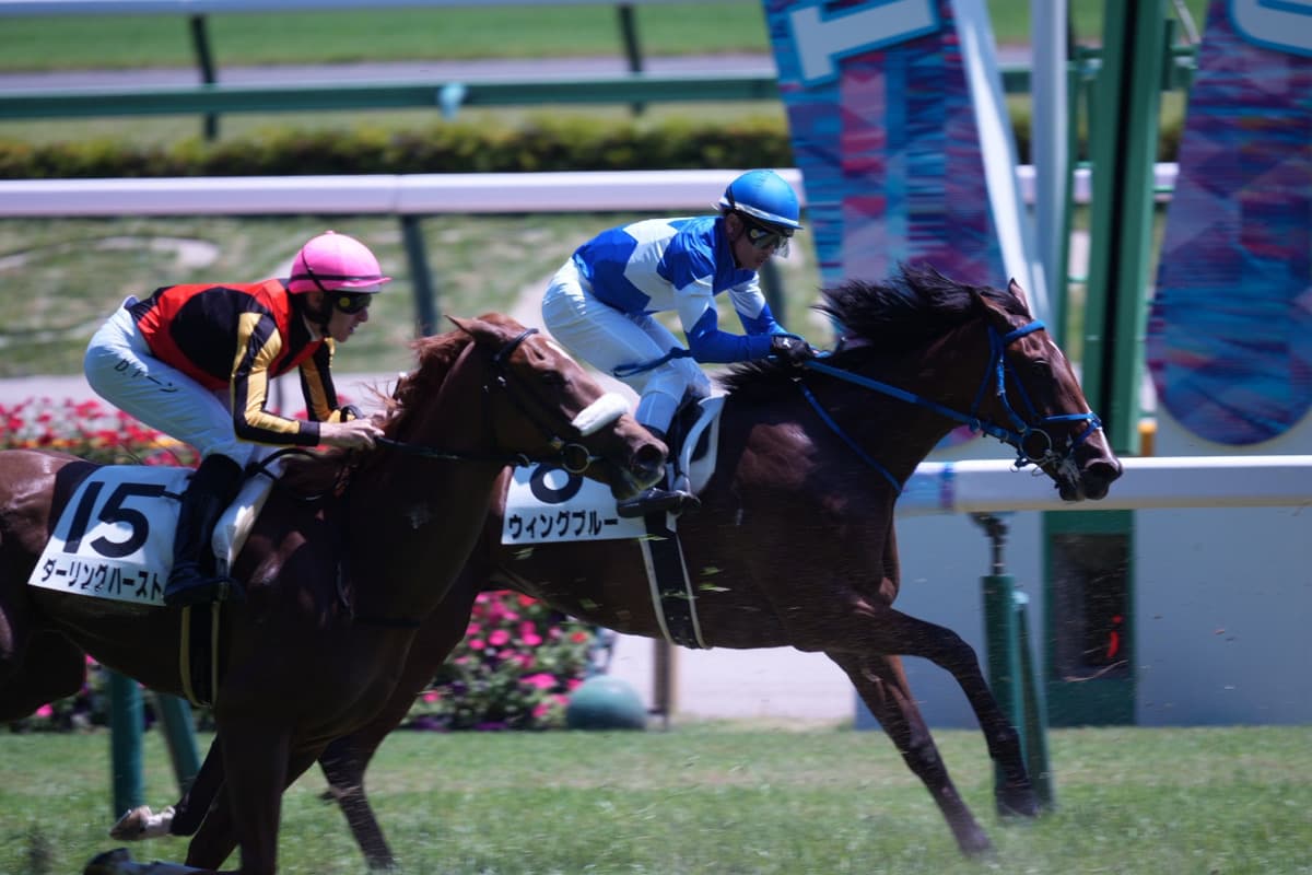 ウィングブルー