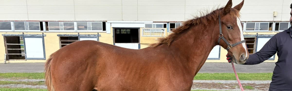 ニジイロノコマの2025