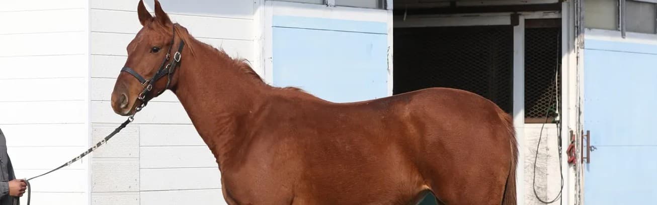 パワフルノンコの2024