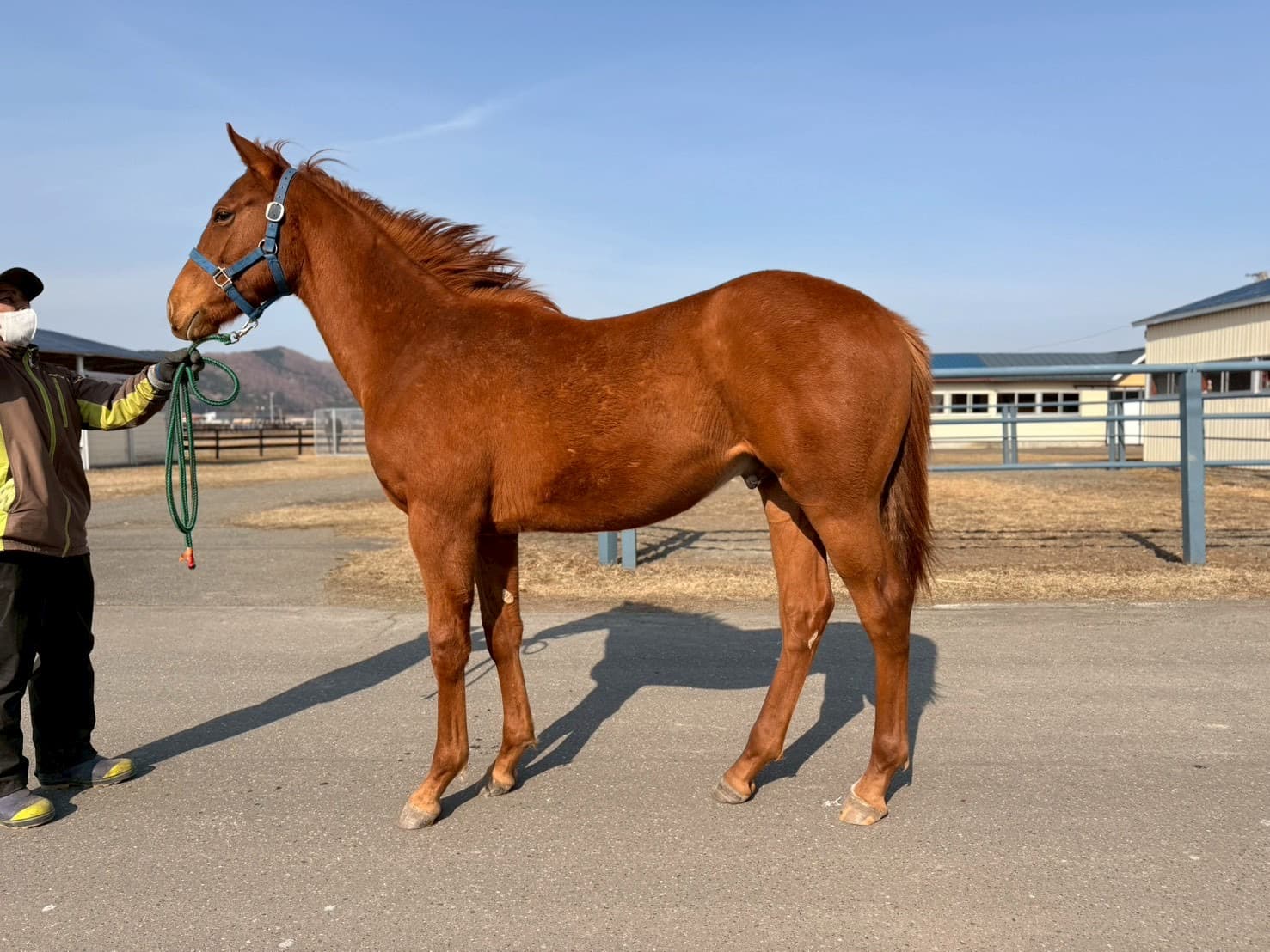 ニジイロノコマの2025 - 写真1