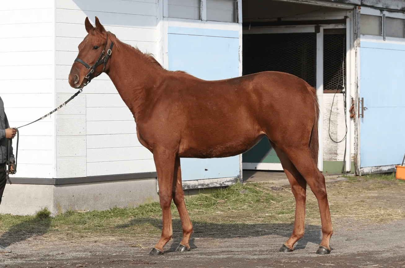 パワフルノンコの2024 - 写真1