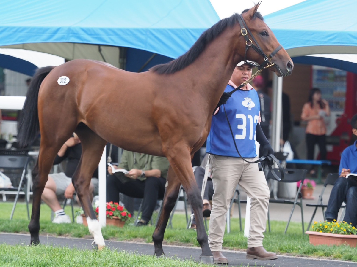 セレクションセールでのハネダブライアン（naoya撮影）