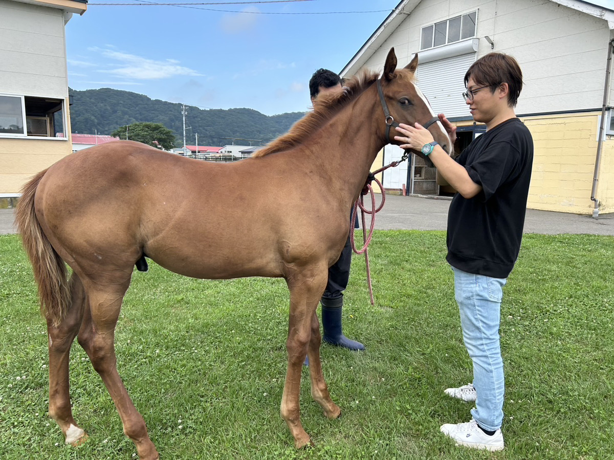 牧場で馬と触れ合う様子